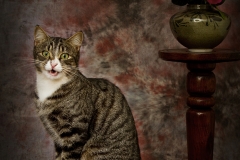bella image photo 26